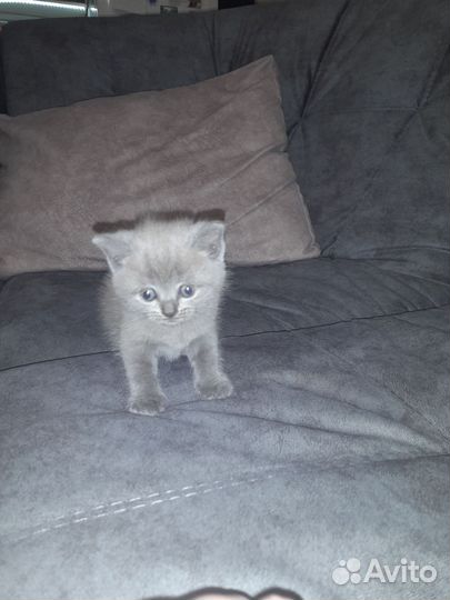 Британские котята