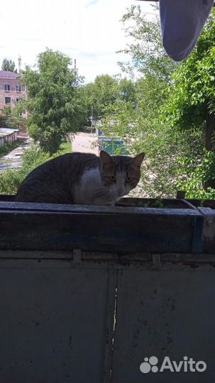 Кошки в добрые руки бесплатно