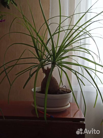 Нолина (бокарнея, слоновая нога)