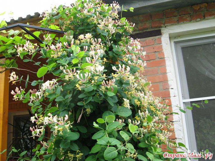 Многолетнии цветы и кустарники