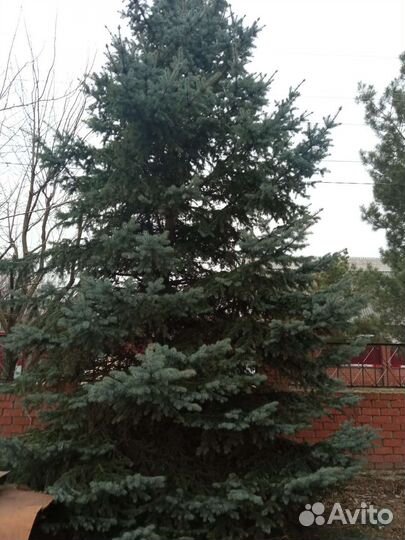 Ель голубая