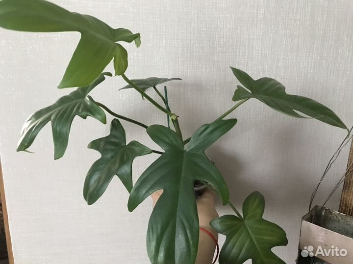 Филодендроны