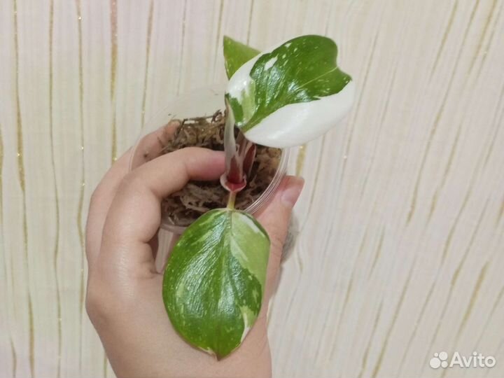 Филодендрон white knight триколор