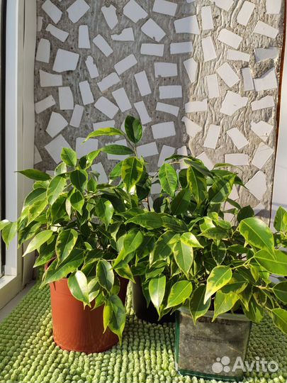 Фикус Бенджамина пестролистный