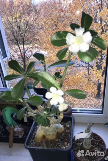 Цветущие адениумы