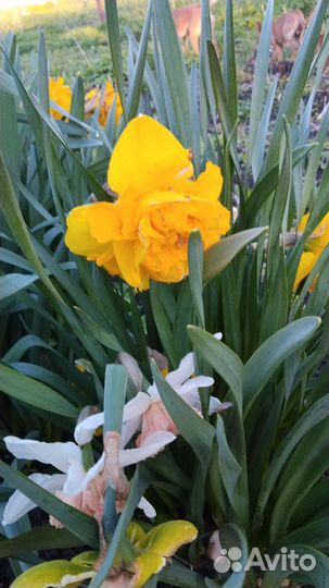 Сортовые нарциссы