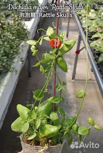 Хойи, дисхидии, церопегия