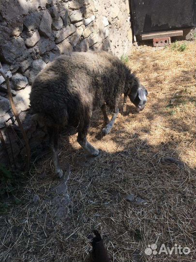 Козел на племя