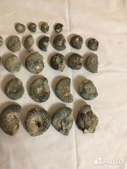 Аммониты набор