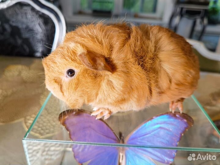 Морские свинки Кучерявые