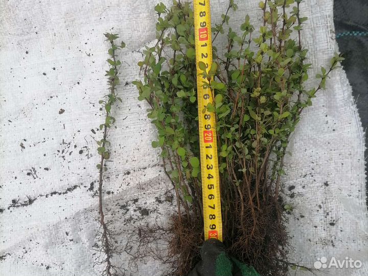 Барбарис тунберга эректа