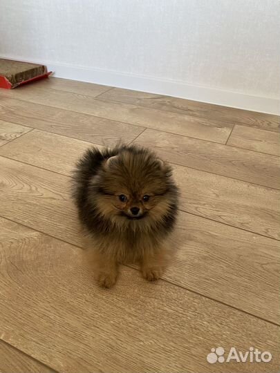 Померанский шпиц девочка