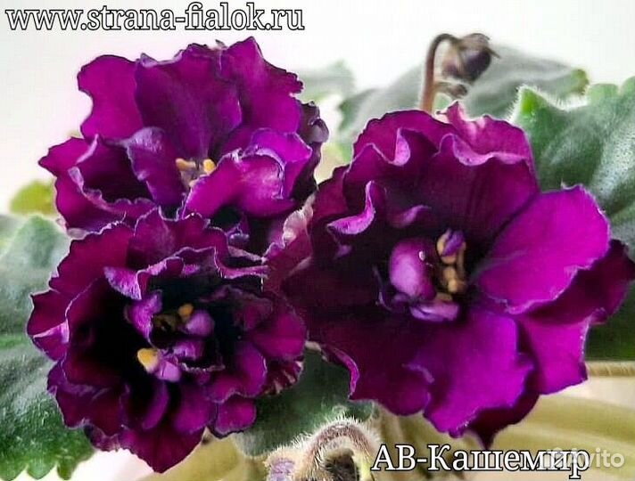 Сортовые фиалки- укоренённые черенки