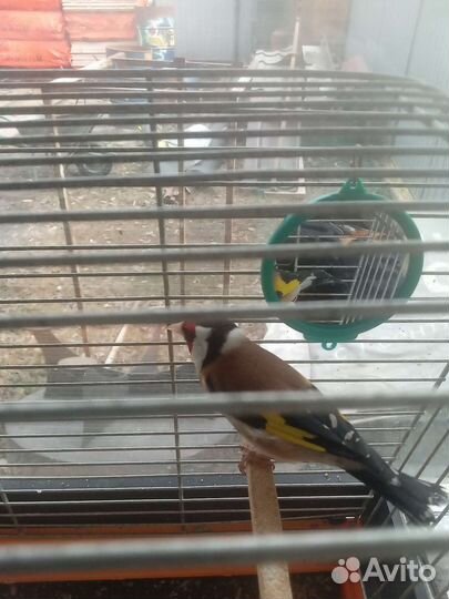 Щеголы зеленушки