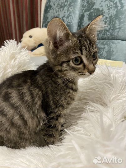 Котята