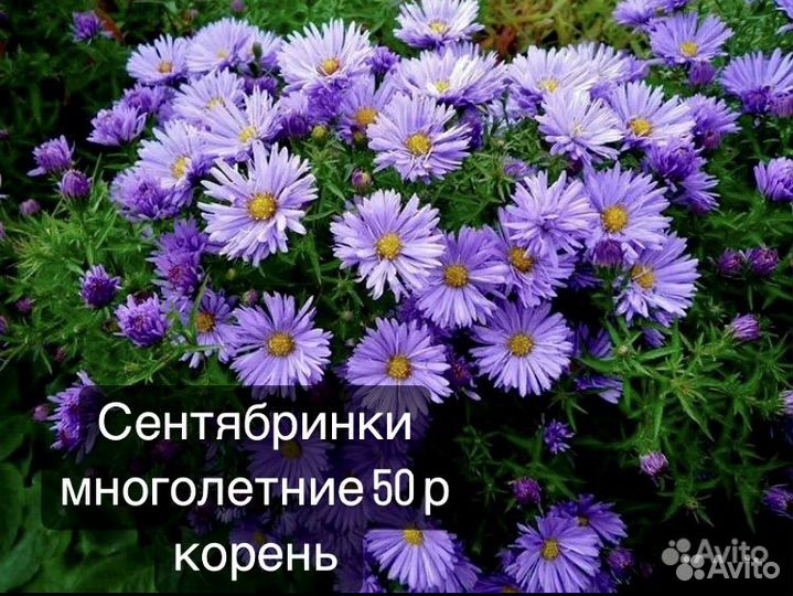 Цветы многолетники