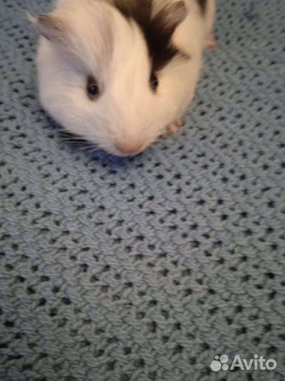 Морская свинка