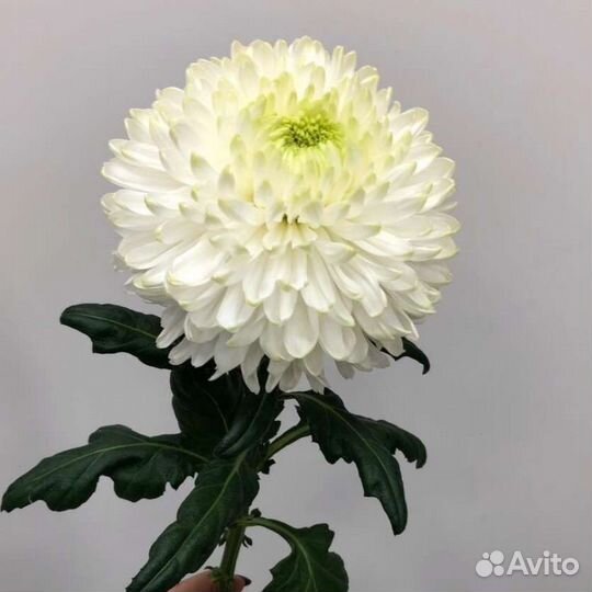 Хризантема одноголовая