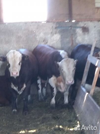 Бычки Герефорд