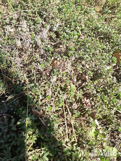 Чабрец садовое растение темьян