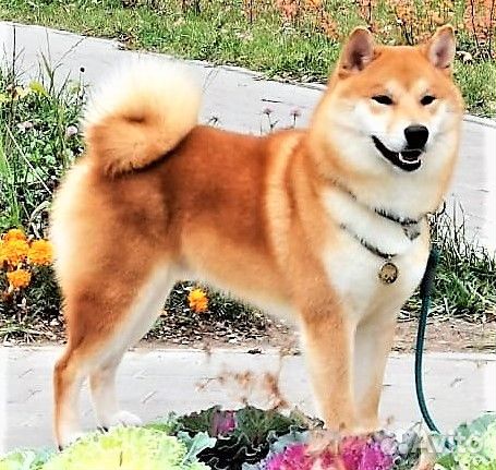 Сиба ину кобель вязка