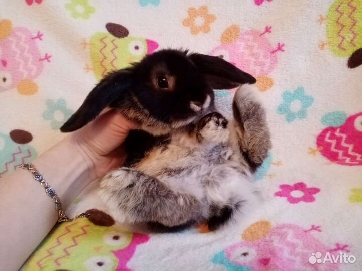 Вислоухий баран кролик девочка 3 мес