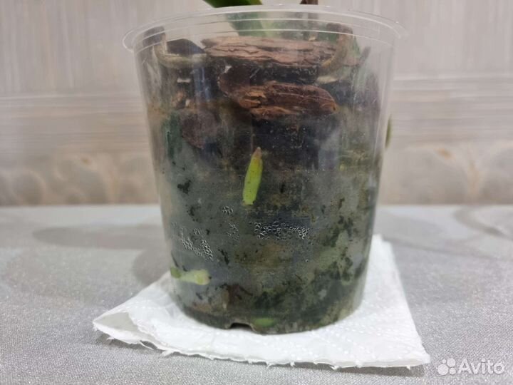 Орхидея фаленопсис