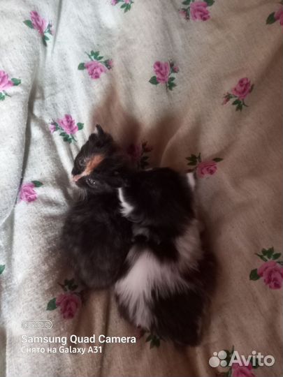 Котята в добрые ответственные руки