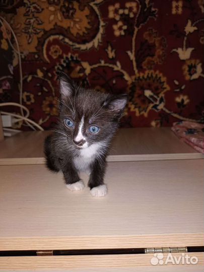 Анатолийские котята в добрые руки