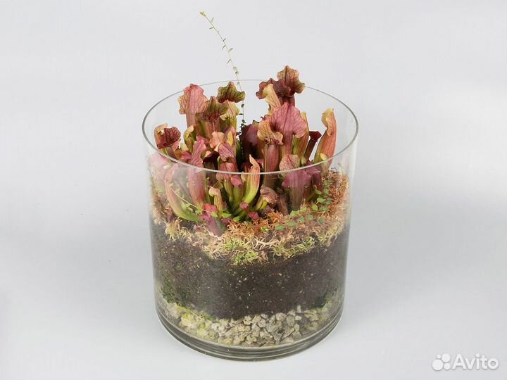 3 саррацении в Флорариуме цилиндре (цена от)
