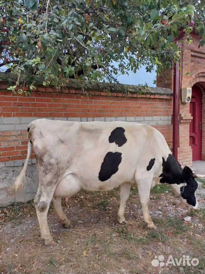 Корова голштинской породы