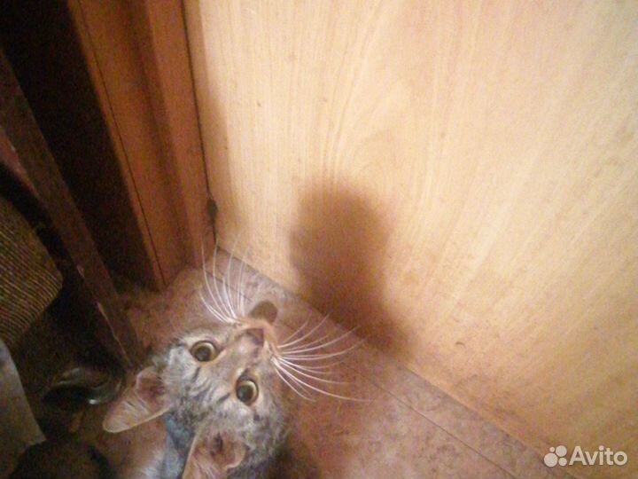 Кошка