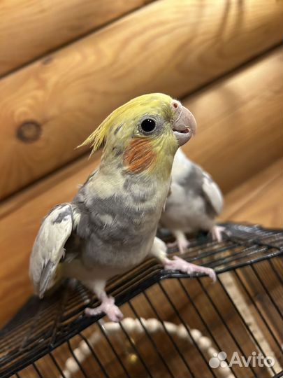 Попугай корелла вместе с клеткой