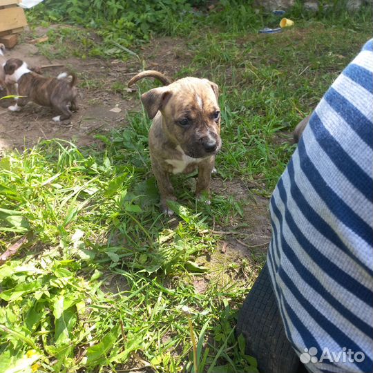 Стаффордширский терьер щенки щенок