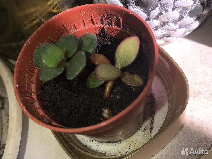 Хлорофитум, толстянка(денежное дерево, дерево любв