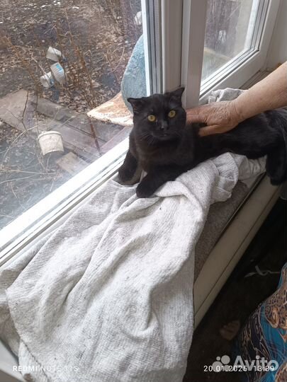 Котик шотландец