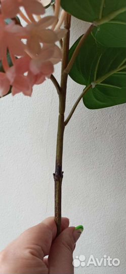 Сирень искусственная реал тач