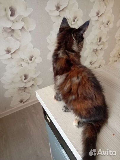 Котята мейн-кун