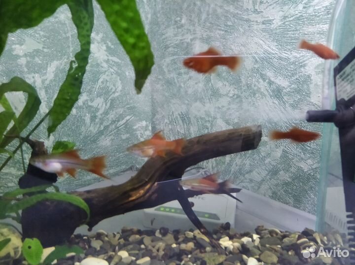 Аквариумные рыбки и коряги