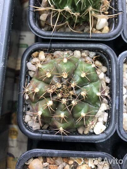 Кактус гимнокалициум