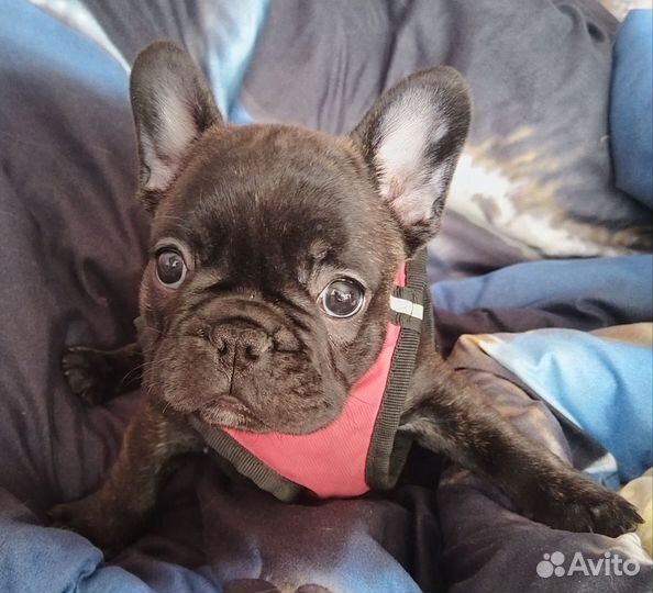 Французский бульдог