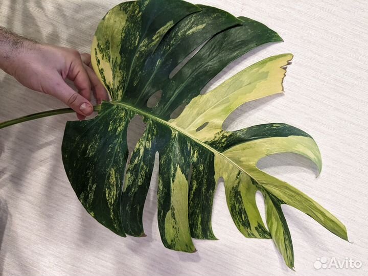 Монстера триколор