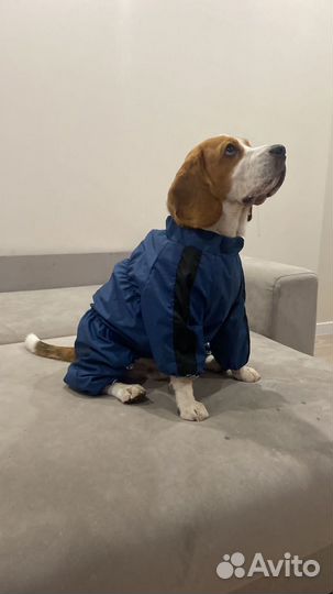 Одежда для собак. Индивидуальный пошив