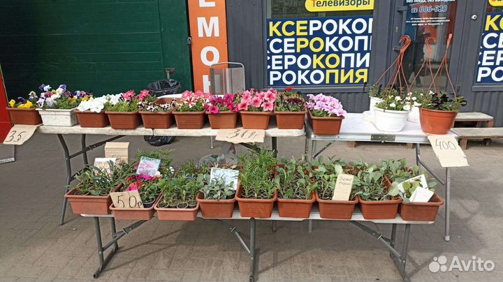 Петуния Опт и розница и другие цветы и овощи