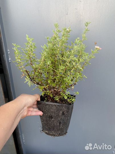 Лапчатка розовая Лавли пинк