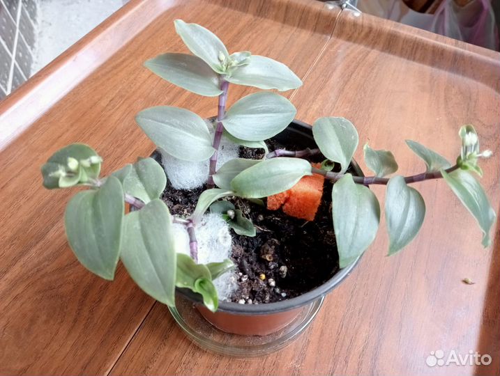 Лантана 2 сорта