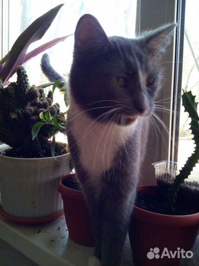 Котенок ищет дом