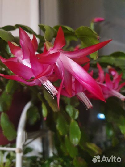 Декабрист белый и розовый