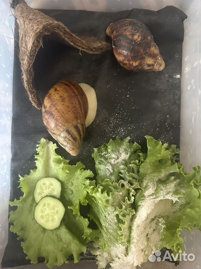 Матик для Ахатин