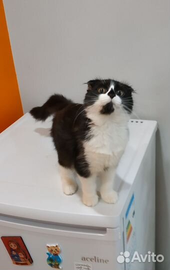 Чаплин ищет Дом